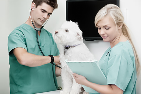 veterinários examinando cachorro