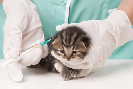 gato tomando injeção